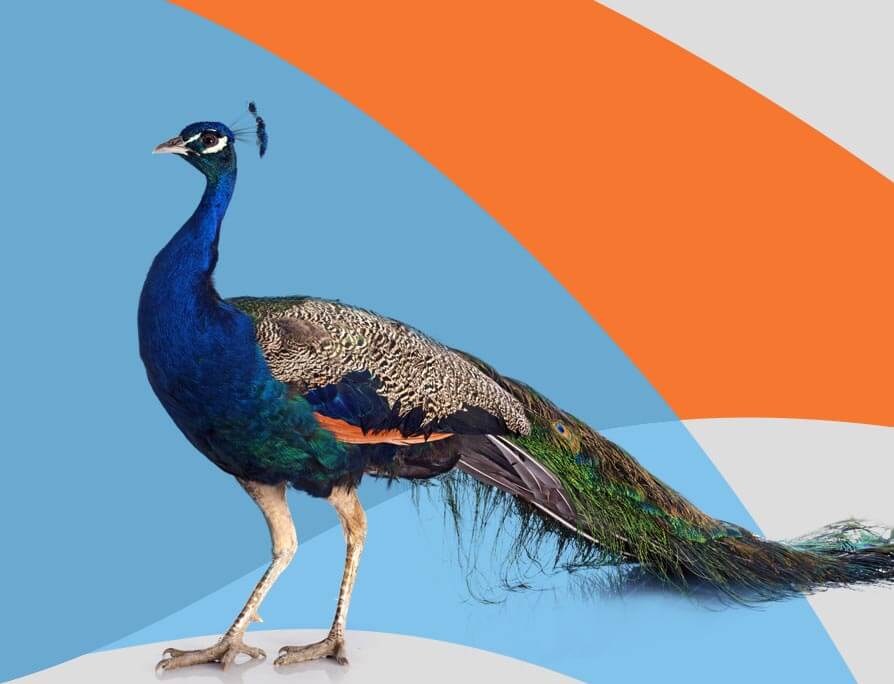 peacock